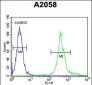 MRPS24 Antibody (Center)